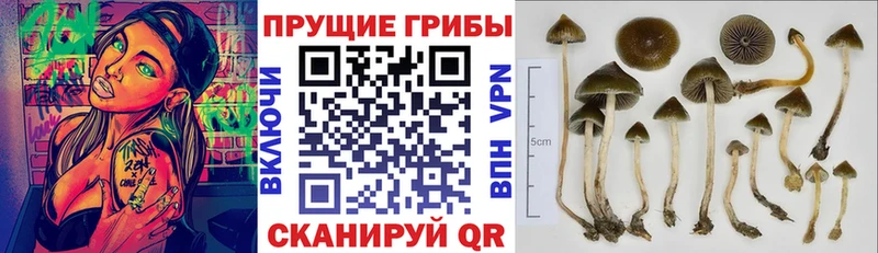 Галлюциногенные грибы Psilocybe  наркота  Уфа 